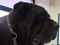 cane corso testa